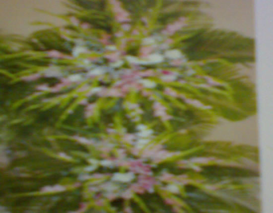 花篮